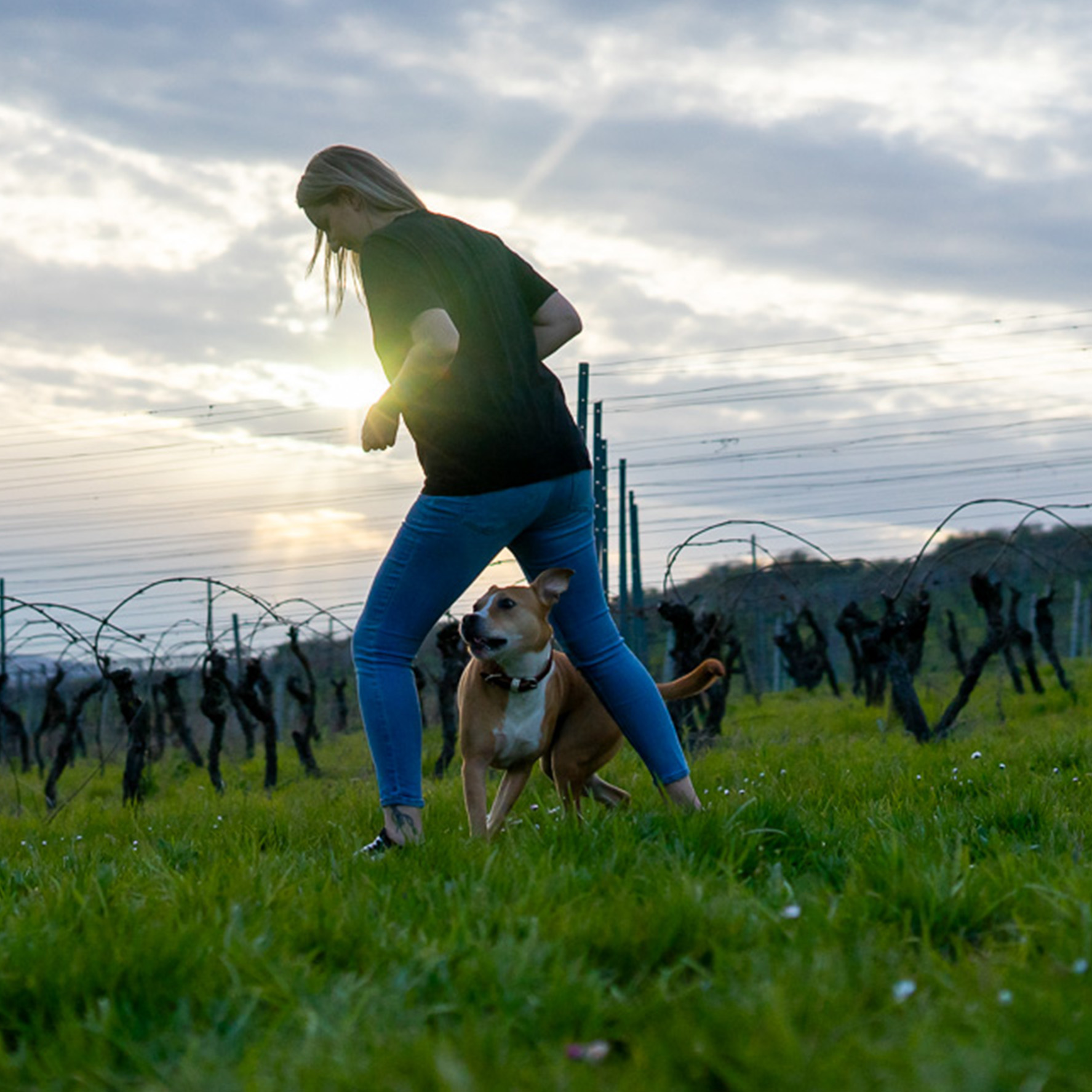 Effektives Hundetraining