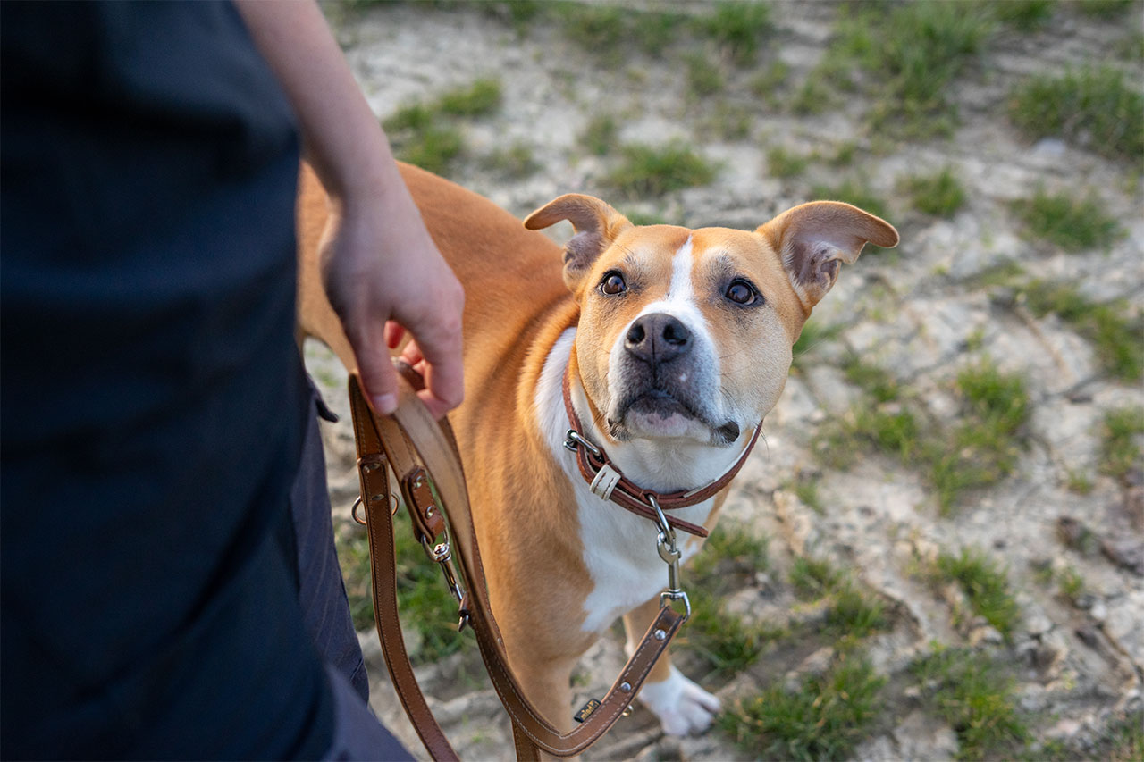 Effektives Hundetraining