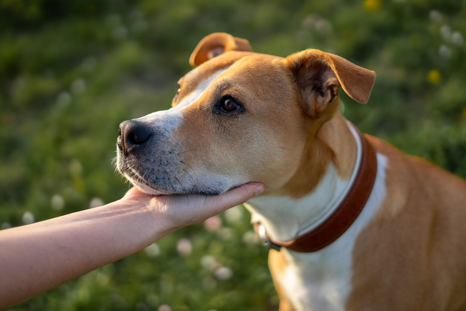 Effektives Hundetraining