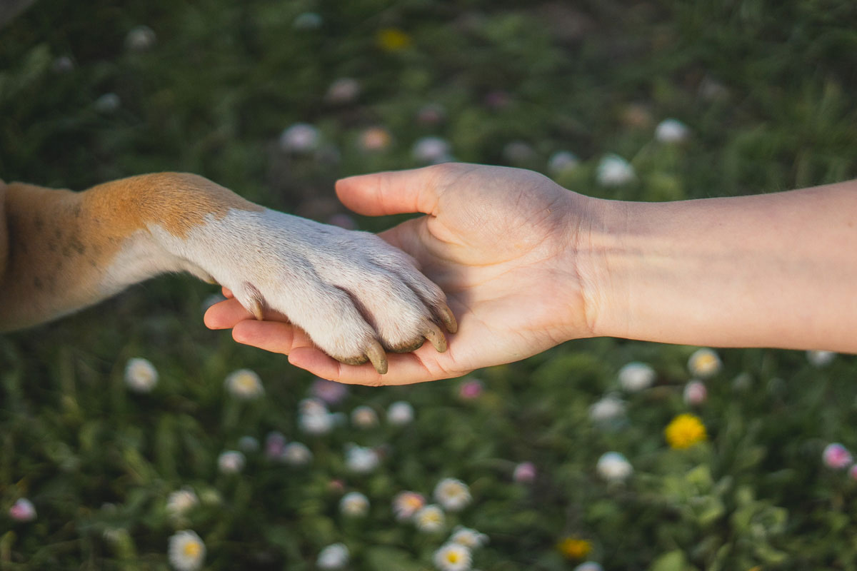 Effektives Hundetraining