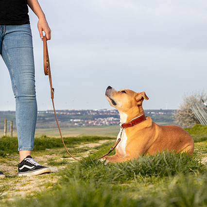 Effektives Hundetraining