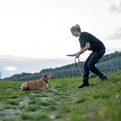 Effektives Hundetraining